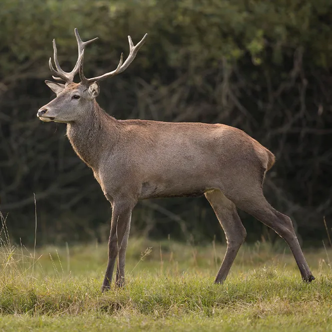 Deer in a woodland clearing, illustrating distant wildlife observation